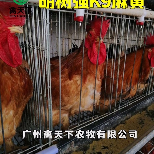 广州K9鸡苗  K9麻黄鸡苗 胡树强K9麻黄882肉杂鸡