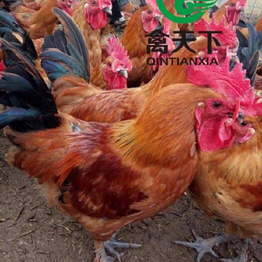 广州红瑶鸡苗 禽天下大红瑶土鸡公苗 包做疫苗包路损全国发货