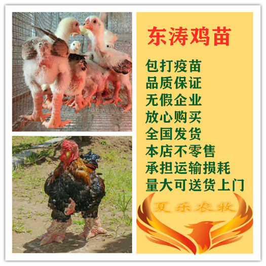 广州 东涛鸡苗大脚鸡苗包打疫苗送开口药