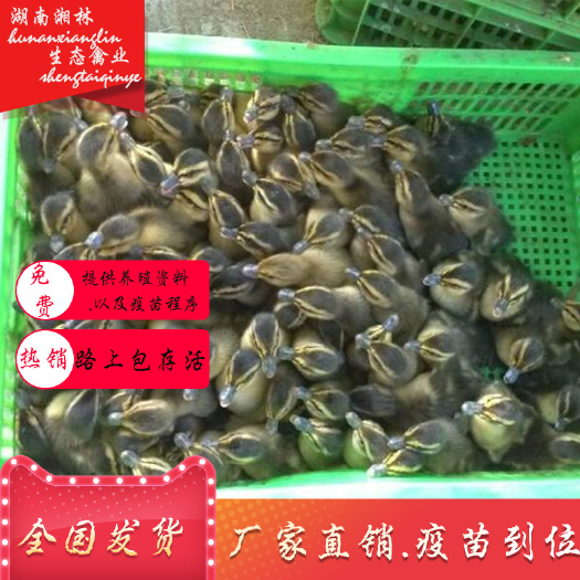 衡阳县大量出售麻鸭苗绿壳蛋鸭苗大种麻鸭苗江南蛋鸭苗番鸭苗疫苗到位