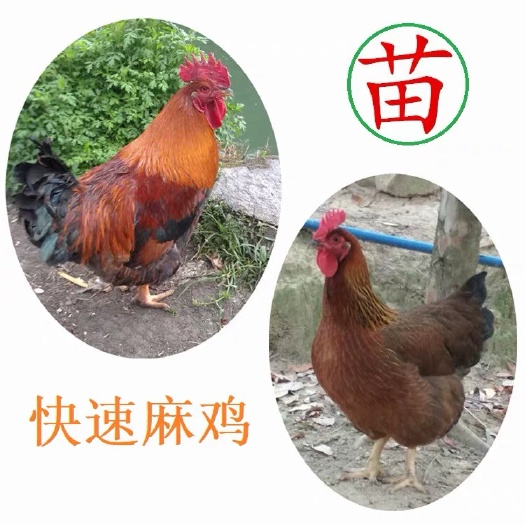 广州快大黄鸡苗  快速麻鸡苗又名新陂麻鸡苗孵化厂直销供应全国运输损耗包赔