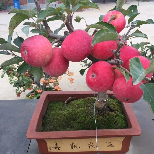 临沂 苹果盆栽批发 苹果盆栽价格 盆栽苹果产地直销 盆栽果树价格