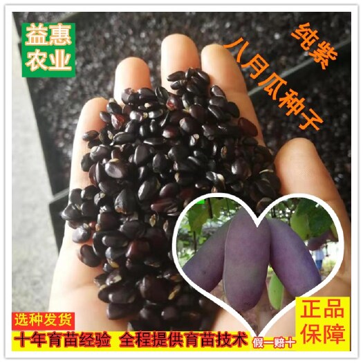 灵川县 纯紫八月瓜种子