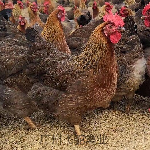 广州清远麻鸡苗 优质清远麻二号 实体老店新开直发包疫苗包运损24小时发货