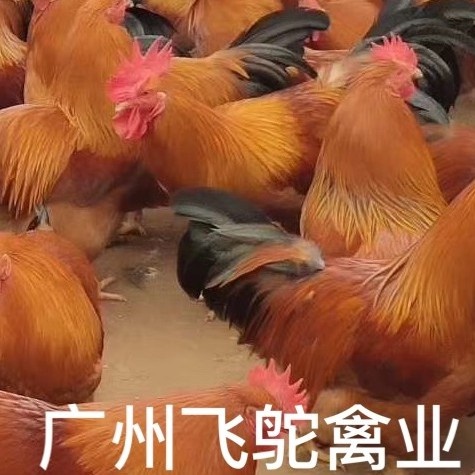 广州灵山土鸡 灵山麻土鸡  实体老店新开直发包疫苗包运损24小时发货