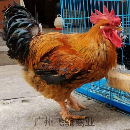 广州K9鸡苗 快大K901  实体老店新开直发包疫苗包运损24小时发货