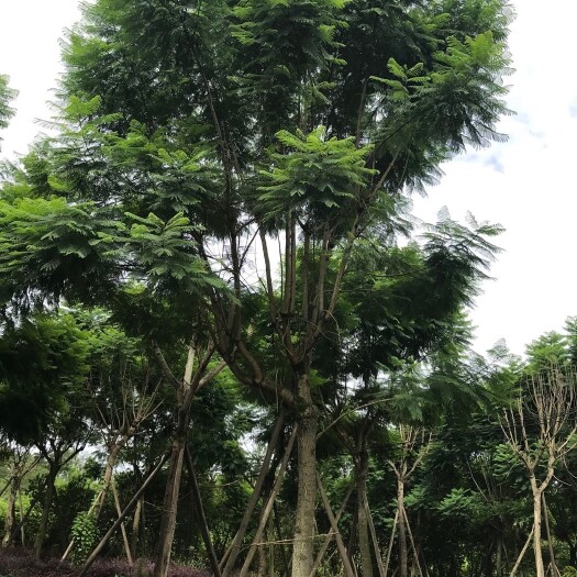成都 四川蓝花楹价格 成都蓝花楹低价销售基地 绿化苗木蓝花楹
