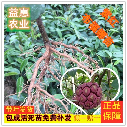 灵川县粉红黑老虎苗  黑老虎苗布福娜苗黑老虎树苗
