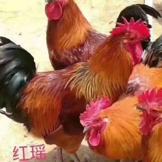 昆明土鸡苗 黑瑶土鸡，红瑶土鸡，血毛土鸡