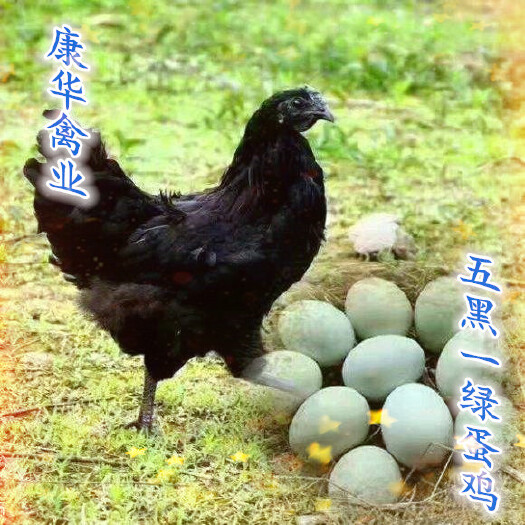 南宁五黑鸡苗  五黑一绿蛋鸡苗，正品保证，包疫苗包路损，全国发货购苗无忧！
