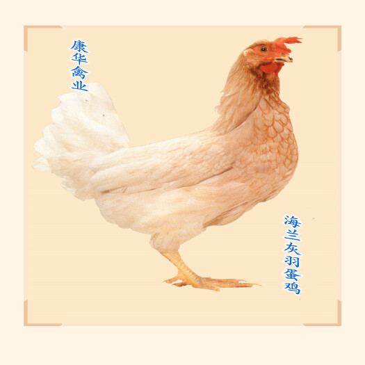 南宁年产蛋达300枚的高产蛋鸡苗，海兰褐蛋鸡苗，包疫苗运输损耗