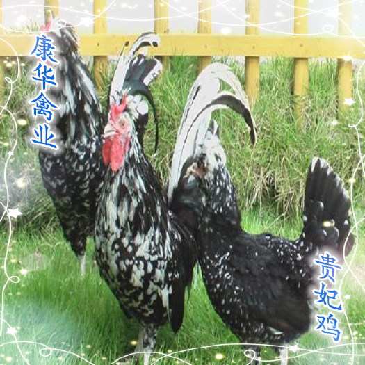 南宁贵妃鸡苗，品质优良，包打疫苗包路损，诚信经营，购苗无忧！