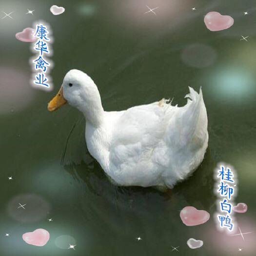 南宁白鸭苗  优质桂柳白鸭，樱桃谷鸭，质量保证，包打疫苗包路损，全国发货！