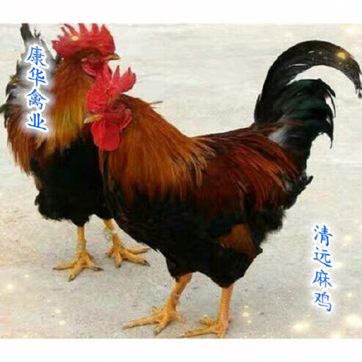 南宁清远麻鸡苗，，畅销全国，包疫苗包路损，购苗无忧！