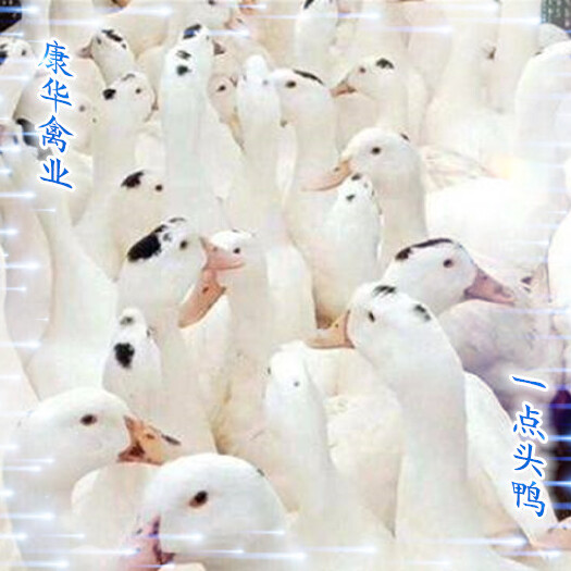 南宁肉鸭苗  一点头鸭苗，孵化场优选苗，包打疫苗包路损，购苗无忧！