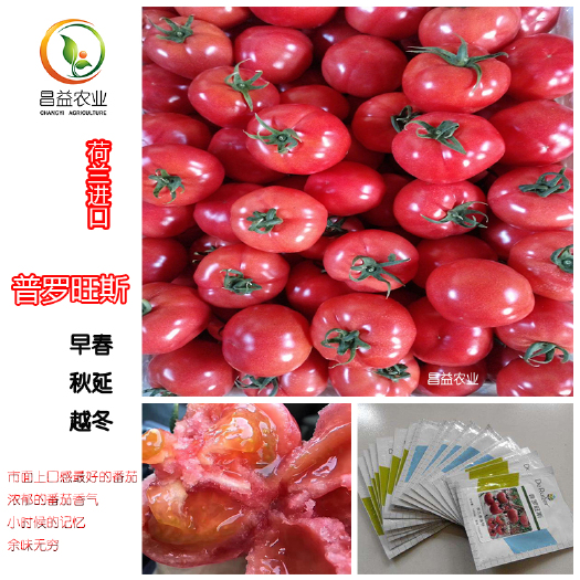 寿光市粉果番茄种子  荷兰普罗旺斯番茄种子口感型粉果西红柿种子