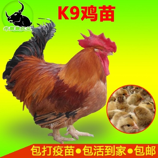 余庆县 贵州本地鸡苗快大型k9鸡苗901鸡苗批发包邮 提供养殖技术