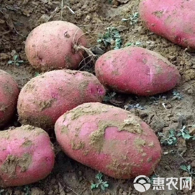 红土豆  七彩土豆云南土特产红心马铃薯新鲜