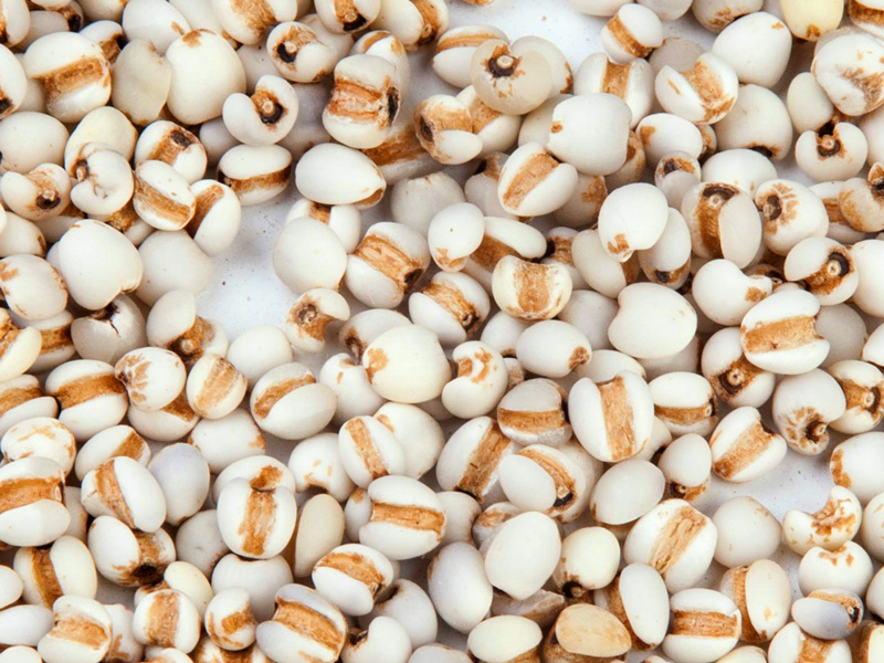 生薏仁 精选国产薏苡仁 过筛无碎 正宗小颗粒 薏苡仁