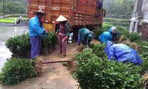 新昌县奶白茶树苗  安吉奶白茶特早白级白茶叶苗中白一号早品种茶苗特早奶白茶苗