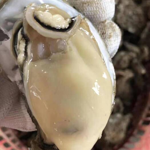 湛江阳江市生蚝 湛江生蚝产地直发量大从优一件代发酒楼大排档烧烤档专用