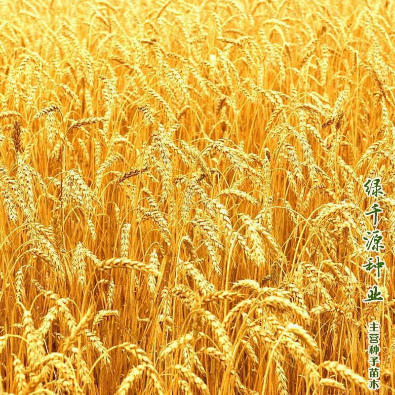 沭陽縣大麥種子優質大麥種子包郵大麥種籽高產抗倒扶提供種植技術資料