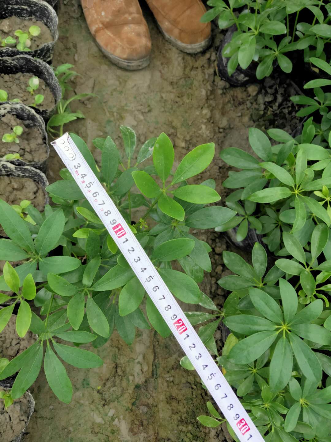 鸭脚木工程苗 20-50公分鸭脚木价格 鹅柴掌苗圃基地直销