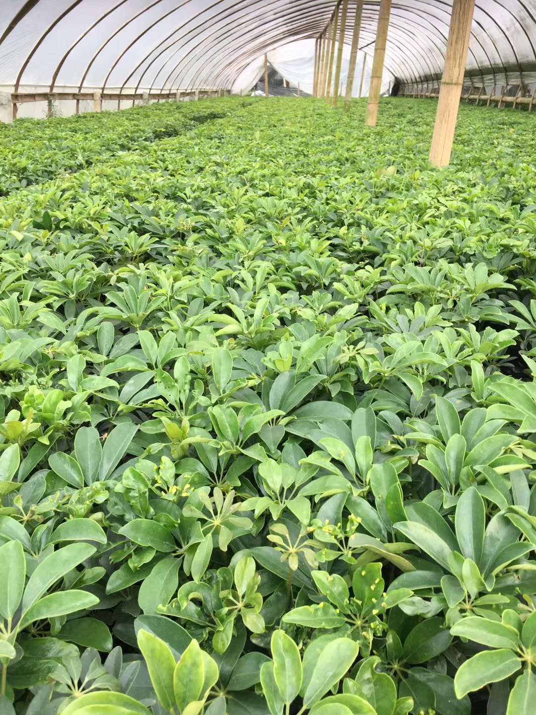 鸭脚木工程苗 20-50公分鸭脚木价格 鹅柴掌苗圃基地直销