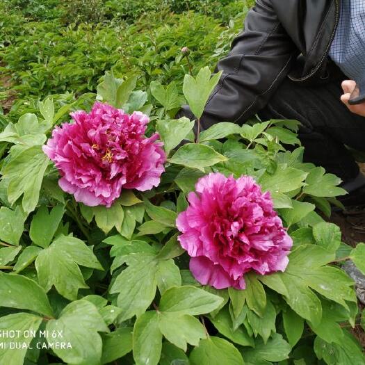 郓城县 农家牡丹园 牡丹芍药鲜切花应时供应