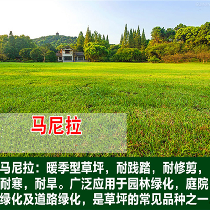 草坪种子马尼拉庭院别墅绿化护坡草籽四季常青黑麦草子三叶草种