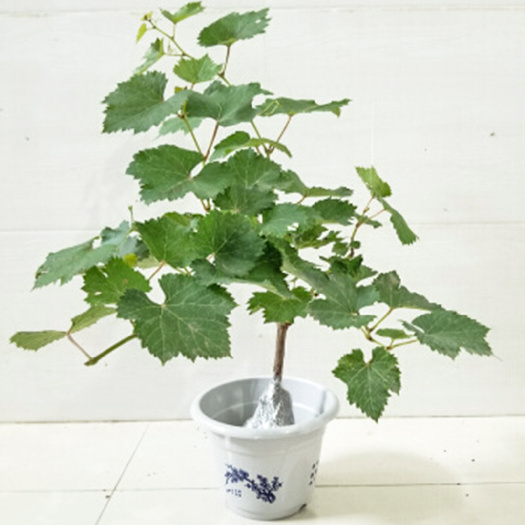 临沂葡萄盆栽 巨峰蓝宝石爬藤大葡萄苗种植葡萄树苖地栽盆栽果树苗当年结果