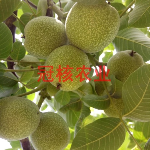淄博 薄皮核桃苗 50-120公分 包发芽率 保湿发货 技术指导