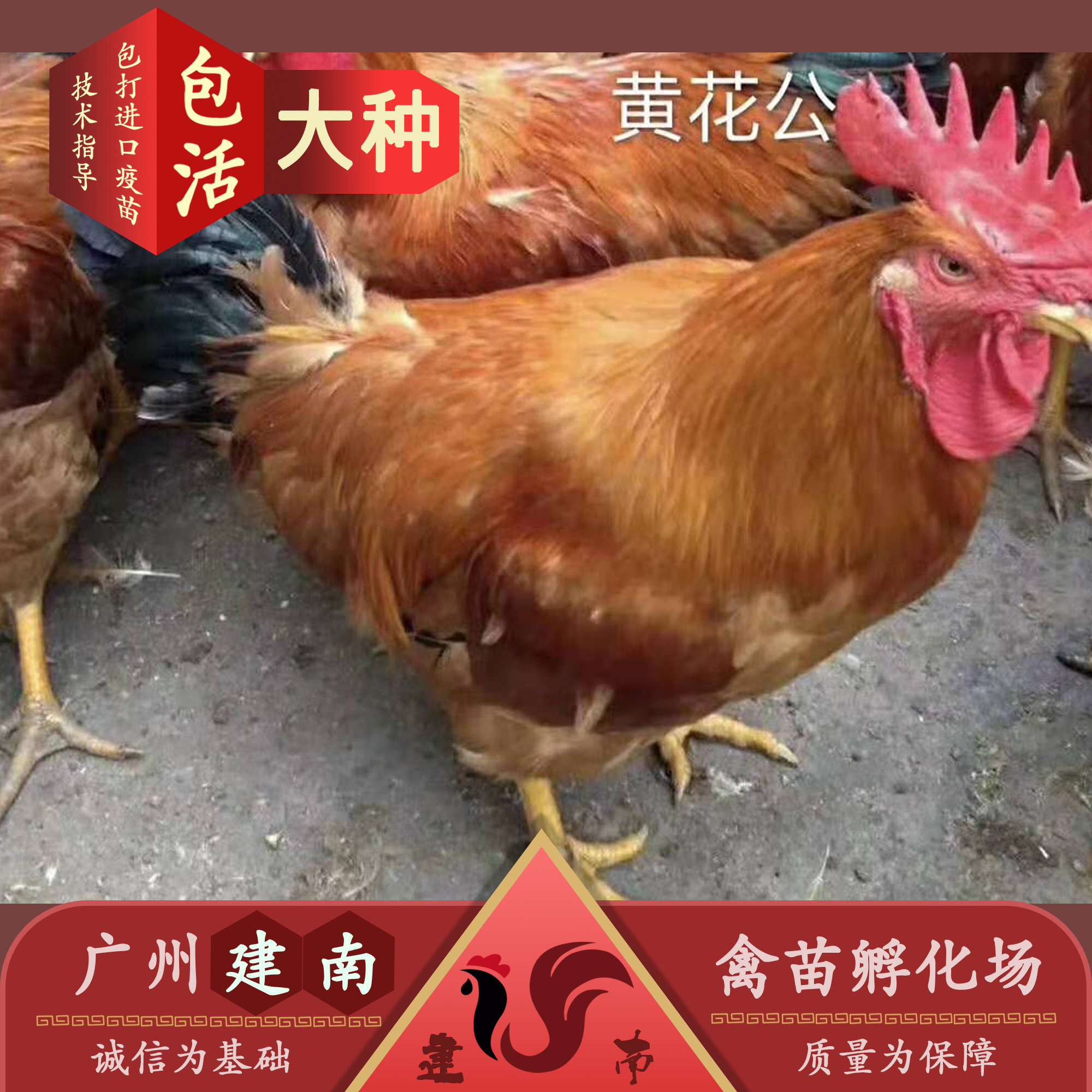 快大黃雞苗k9雞苗良鳳花雞苗靈山土雞苗