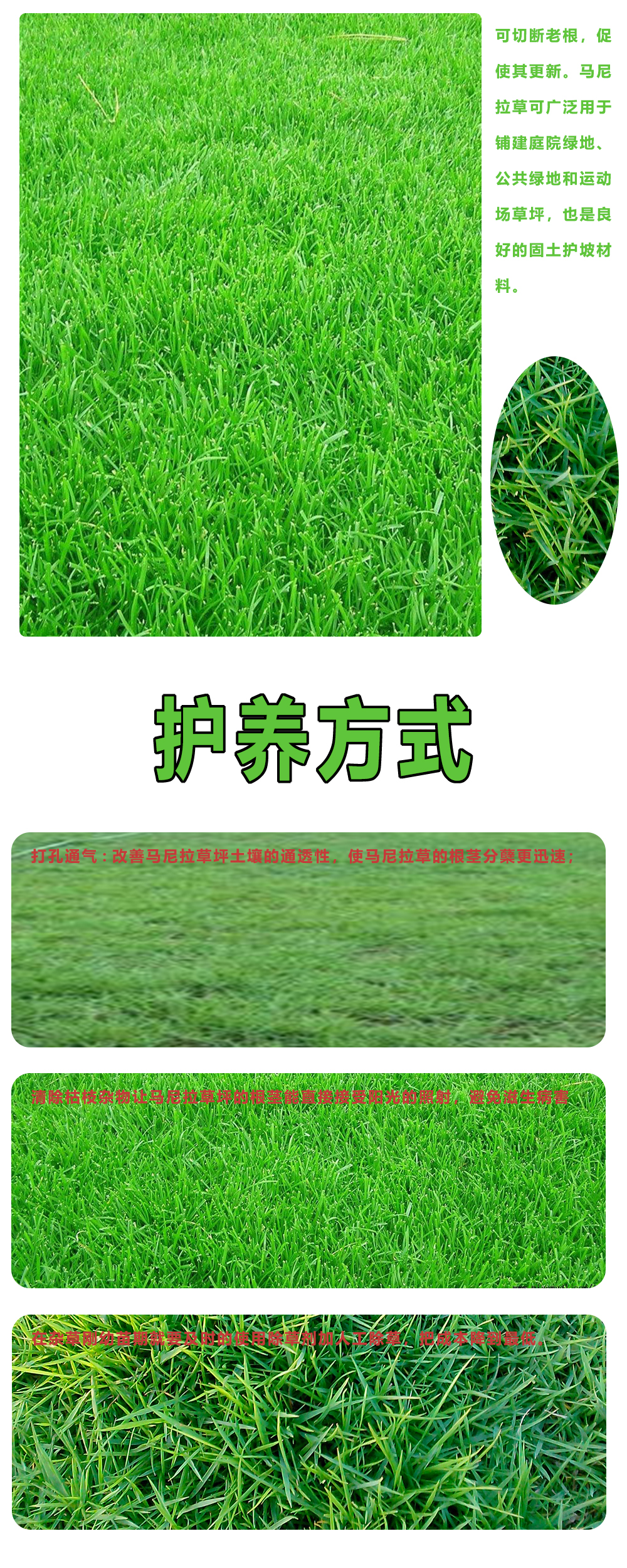 草坪种子马尼拉庭院别墅绿化护坡草籽四季常青黑麦草子三叶草种