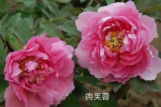 郓城县 三年以上牡丹芍药花苗 冠幅大观赏牡丹芍药