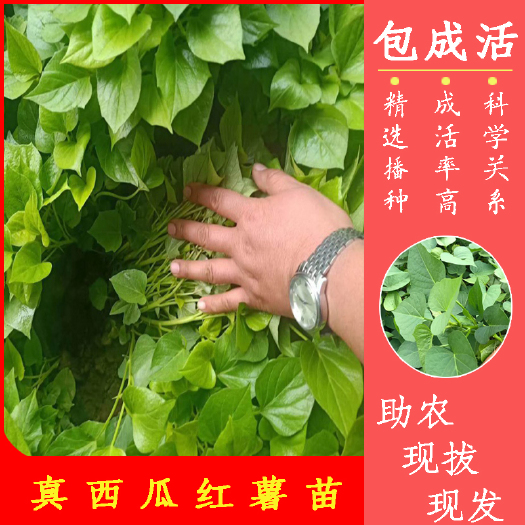 临沂野地瓜苗  金石哈密红瑶玛莎莉地瓜苗红薯苗紫薯苗脱毒地瓜苗叶