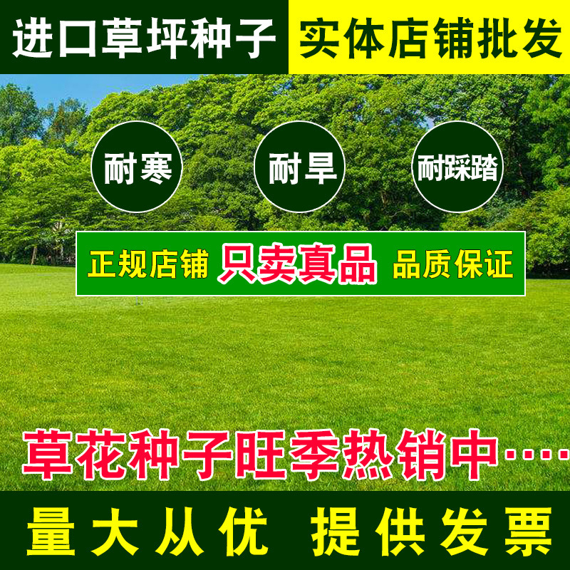 草坪种子马尼拉庭院别墅绿化护坡草籽四季常青黑麦草子三叶草种