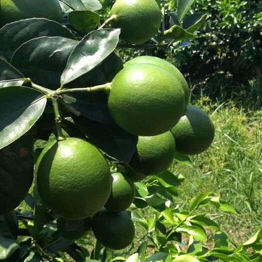 重庆市青柠檬新鲜 青柠檬鲜果 对接各渠道 批发皮薄一件代发
