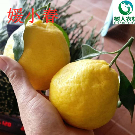 柑桔苗  晚熟杂柑新品种绿美人媛小春柑橘苗