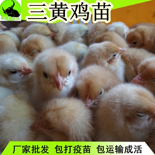 昆明 今日鸡苗价格三黄鸡苗批发 优质品种包邮