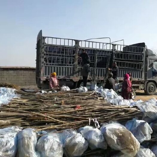 淄博核桃苗 正宗核桃占地苗 保鲜发货 基地直发 视频直播现场看货