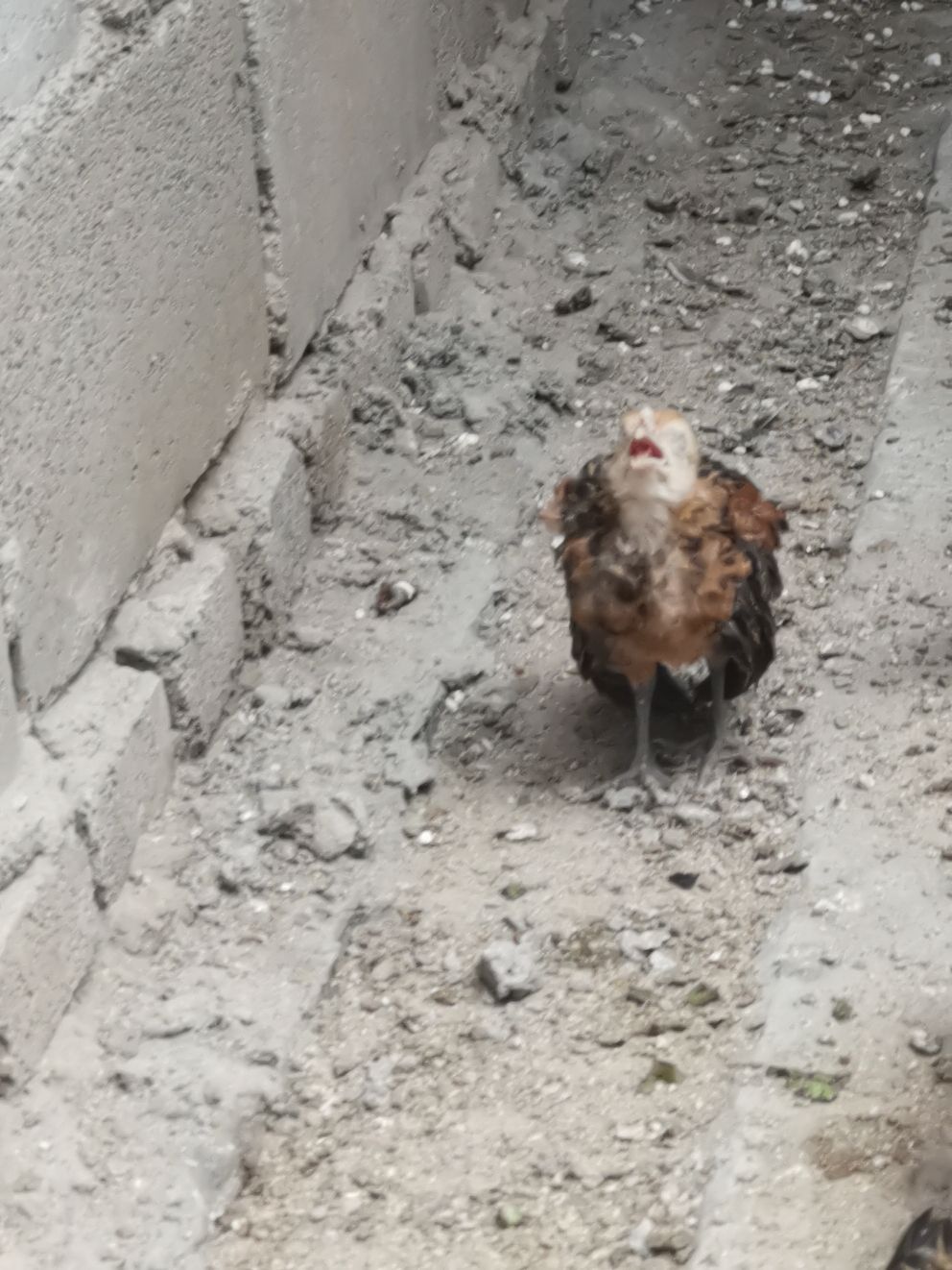 小鸡翅膀下垂用什么药 小鸡翅膀下垂用什么药好
