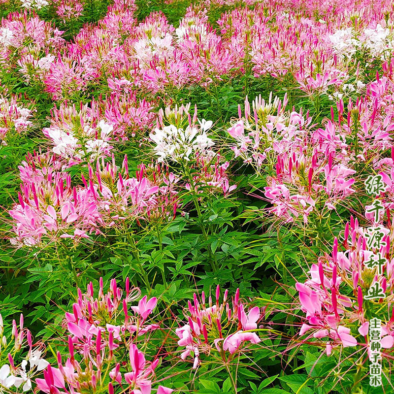 優(yōu)質(zhì)醉蝶花種子混色醉蝶花種子粉色紫色白色醉蝶花種子花海包郵