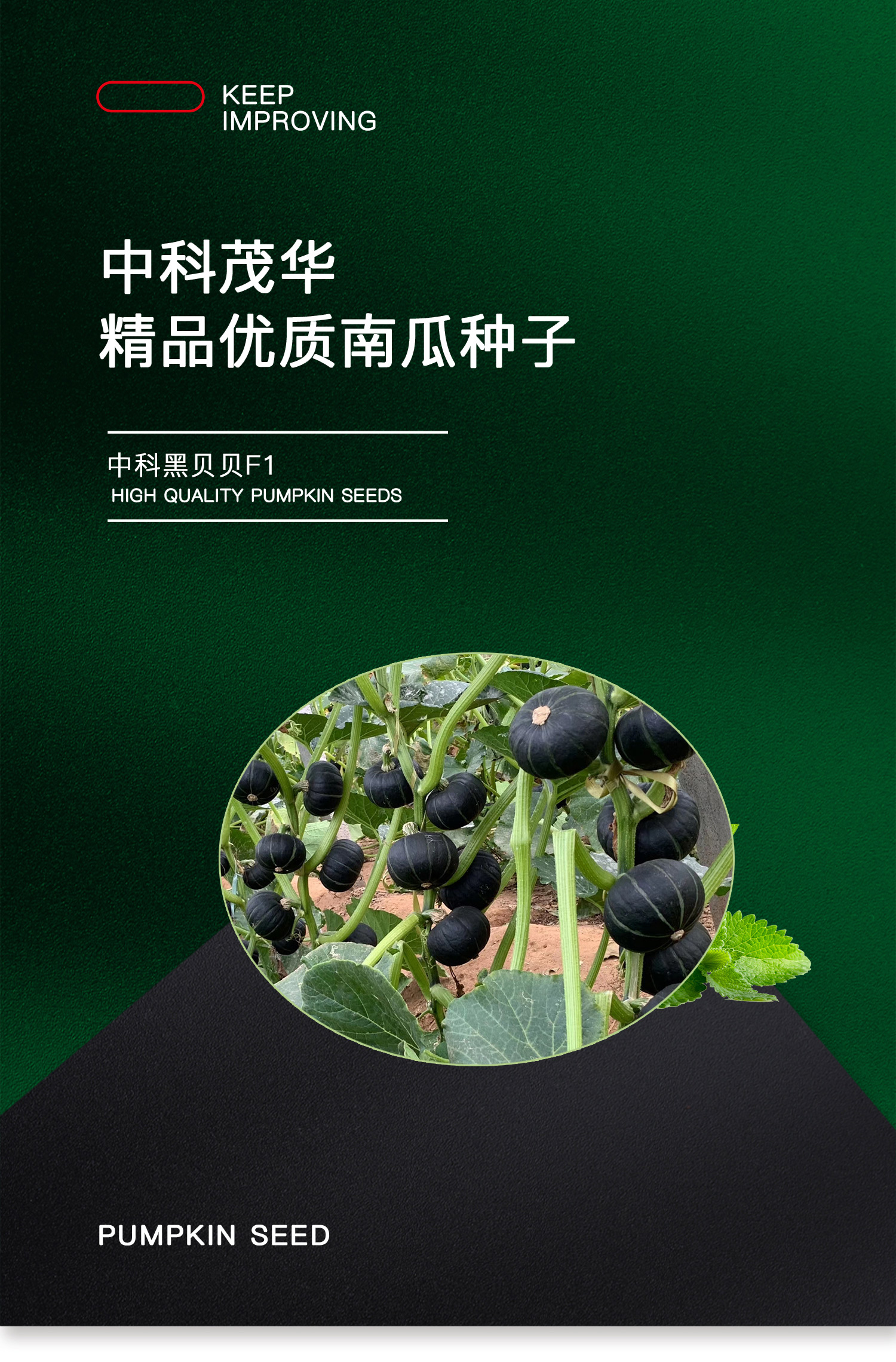  中科茂华蔬菜种子中科黑贝贝南瓜种子新西兰类型南瓜新品种