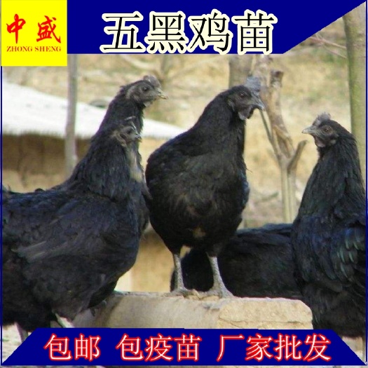 富源县 优质鸡苗五黑鸡苗批发包邮
