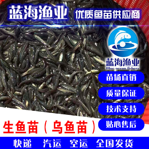 鹤山市 蓝海渔业 优质黑鱼苗生鱼苗批发