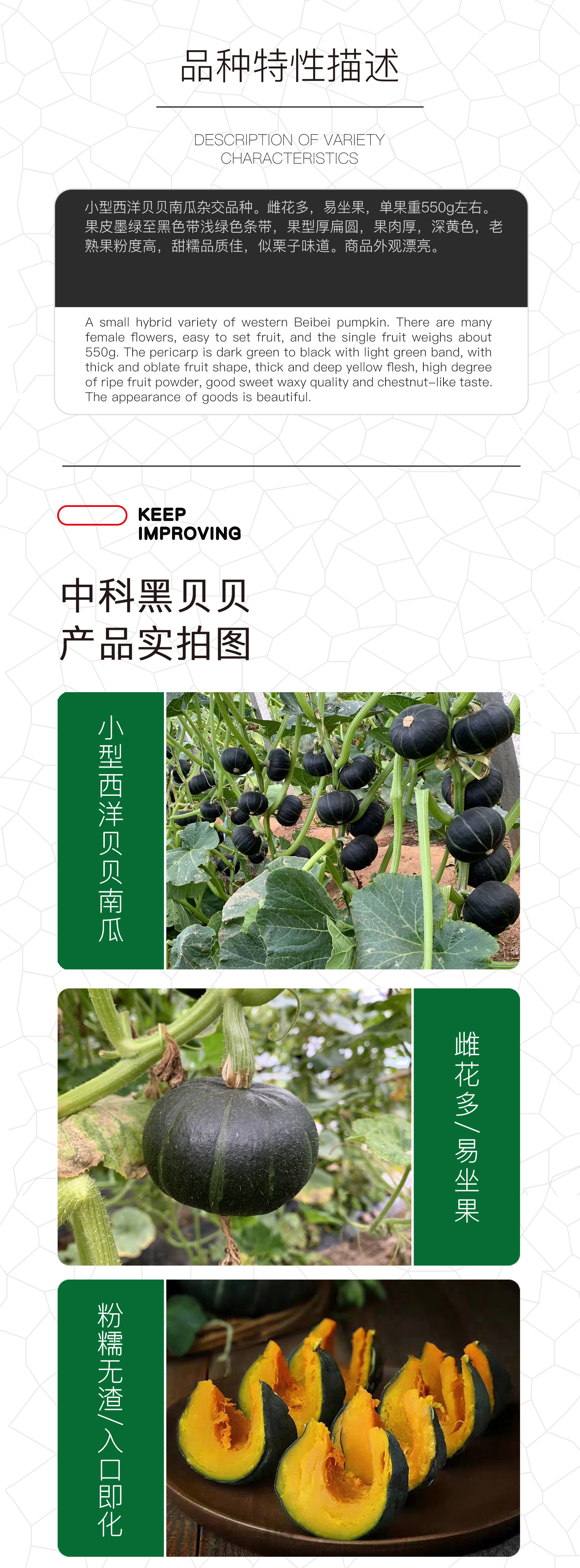  中科茂华蔬菜种子中科黑贝贝南瓜种子新西兰类型南瓜新品种