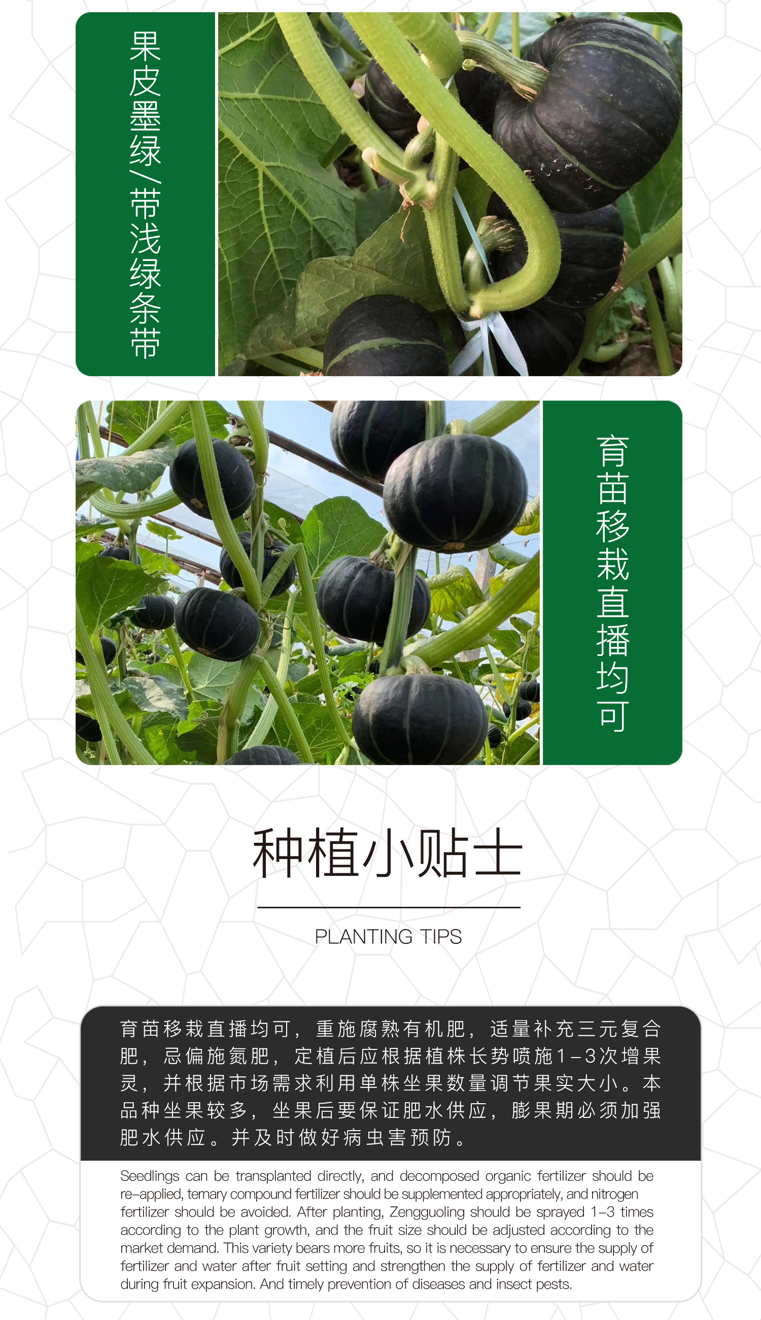  中科茂华蔬菜种子中科黑贝贝南瓜种子新西兰类型南瓜新品种