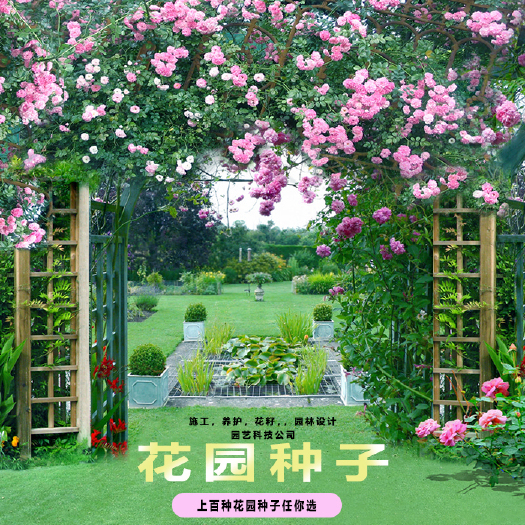南宁 各种花种种子家庭园林 公园花种 园林景观花海太阳花种子