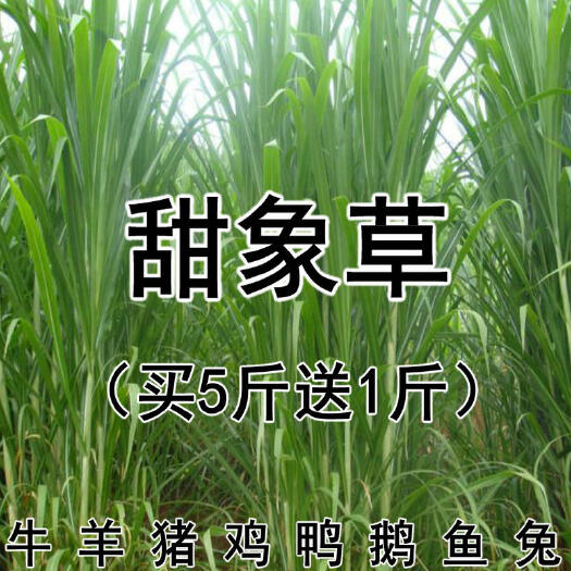 临邑县杂交甜象草种子 抗逆性强 不择土 芽率高 包邮支持货到付款